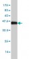 SAFB Antibody (monoclonal) (M04)